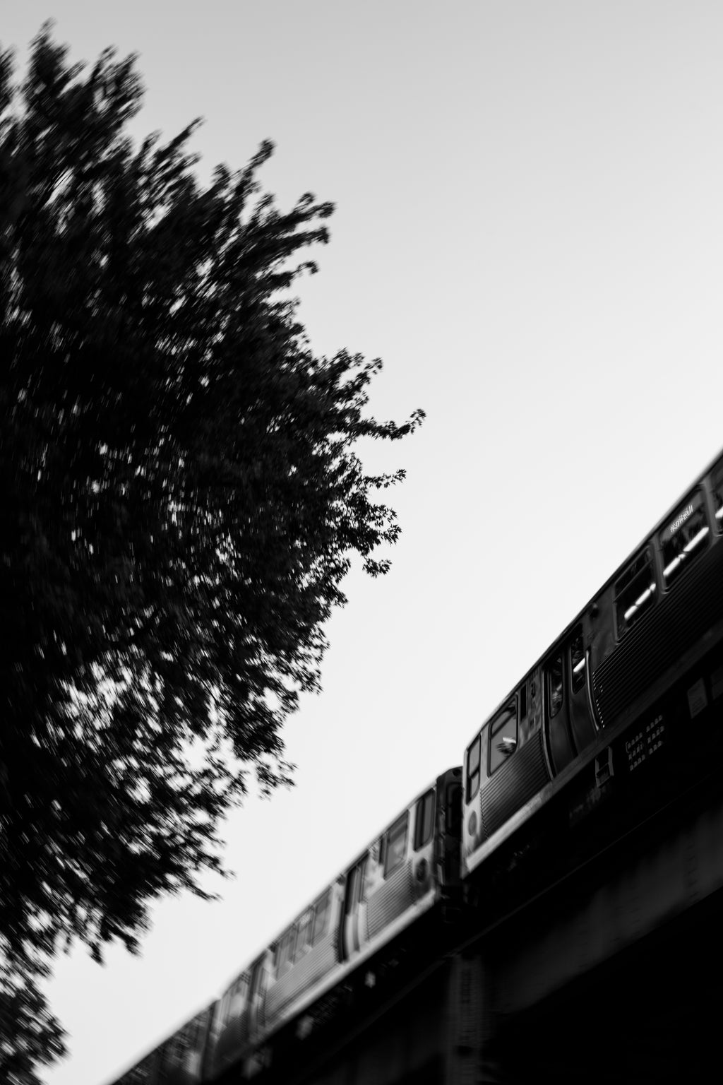 Black and white photograph of an elevated train traveling along tracks, with a large tree silhouette on the left against a pale sky.