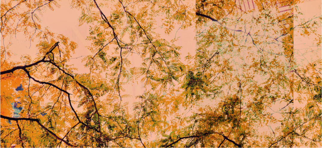 Main image Cherry